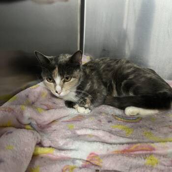 Domestic Short Hair Cats Available for Adoption in St. Louis, Missouri - Sheena | PetCurious