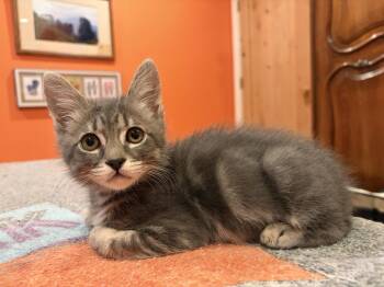 Mochi -  Domestic Short Hair Cat for Adoption in Davis, California - Mochi | PetCurious