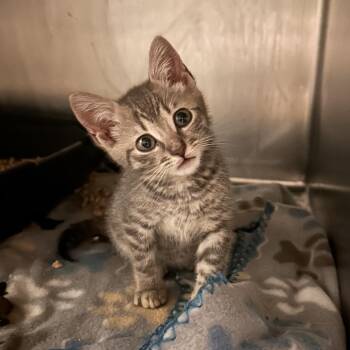Friskers -  Domestic Short Hair Cat for Adoption in Valley, Alabama - Friskers | PetCurious