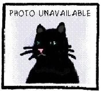 Hermione - In Foster -  Domestic Short Hair Cat for Adoption in Silverdale, Washington - Hermione - In Foster | PetCurious