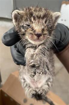 MARS -  Domestic Short Hair Cat for Adoption in Dallas, Texas - MARS | PetCurious