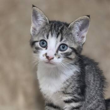 Bug -  Domestic Medium Hair Cat for Adoption in Wiggins, Mississippi - Bug | PetCurious