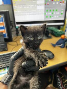 SHADOW -  Domestic Medium Hair Cat for Adoption in Dallas, Texas - SHADOW | PetCurious