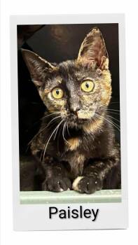 Paisley -  Domestic Short Hair Cat for Adoption in Caistor Centre, Ontario - Paisley | PetCurious