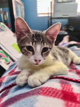 Fifa -  Domestic Short Hair Cat for Adoption in Tucson, Arizona - Fifa | PetCurious