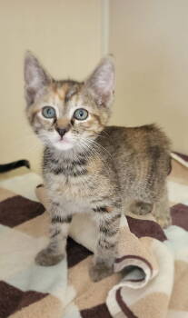 Rescue Domestic Short Hair Cats for Adoption - Parmesan | PetCurious