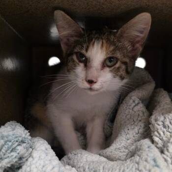 Diana -  Domestic Short Hair Cat for Adoption in Abilene, Texas - Diana | PetCurious