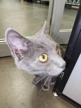 Domestic Short Hair Cats Available for Adoption - Vinnie | PetCurious