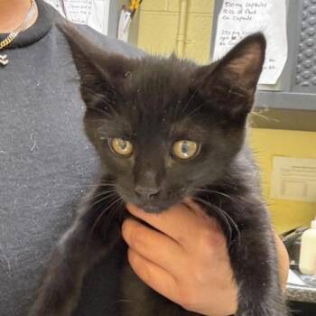Pearl -  Domestic Short Hair Cat for Adoption in New York, New York - Pearl | PetCurious