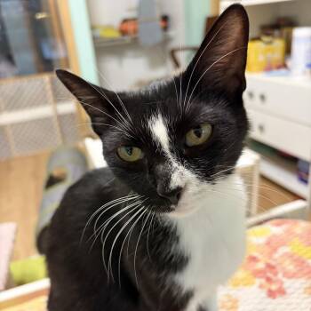 Talia -  Domestic Short Hair Cat for Adoption in La Grange, Kentucky - Talia | PetCurious