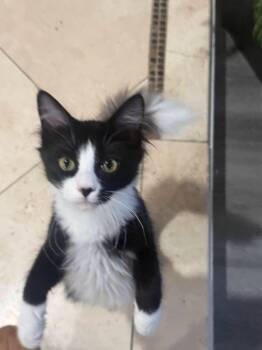 Affogato -  Norwegian Forest Cat Cat for Adoption in Clayton, California - Affogato | PetCurious