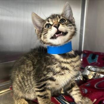 Domestic Short Hair Cats Available for Adoption in Knoxville, Tennessee - Lead | PetCurious