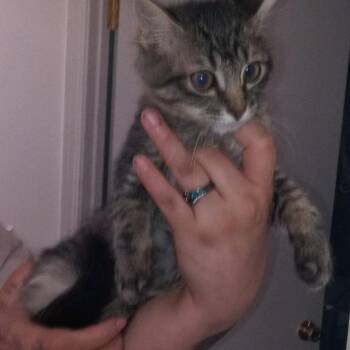 Silent Bob -  Domestic Medium Hair Cat for Adoption in Layton, Utah - Silent Bob | PetCurious