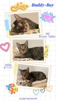 Buddy-Boy OR13200-T -  Domestic Short Hair Cat for Adoption in Missouri City, Texas - Buddy-Boy OR13200-T | PetCurious
