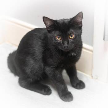 Syren -  Domestic Short Hair Cat for Adoption in St. Augustine, Florida - Syren | PetCurious