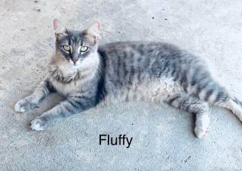 Fluffy -  Domestic Medium Hair Cat for Adoption in Lucas, Texas - Fluffy | PetCurious