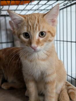 Sunkist -  Domestic Short Hair Cat for Adoption in Tilton, Illinois - Sunkist | PetCurious