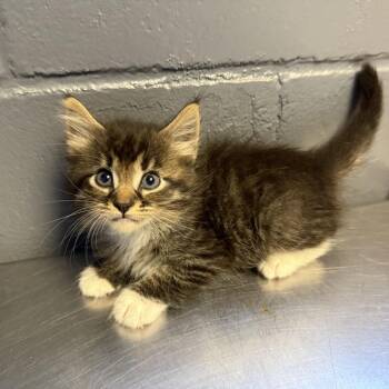 TUSC-Stray-84654_2_3 -  Domestic Medium Hair Cat for Adoption in Tuscaloosa, Alabama - TUSC-Stray-84654_2_3 | PetCurious