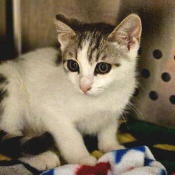 Serrano -  Domestic Short Hair Cat for Adoption in Oakland, California - Serrano | PetCurious