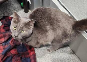 Domestic Short Hair Cats Available for Adoption in Kalamazoo, Michigan - SHADOW | PetCurious