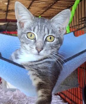 Rescue Tabby Cats for Adoption in Santa Cruz, California - Pauline | PetCurious
