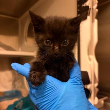 Spyder -  Domestic Short Hair Cat for Adoption in Council Bluffs, Iowa - Spyder | PetCurious