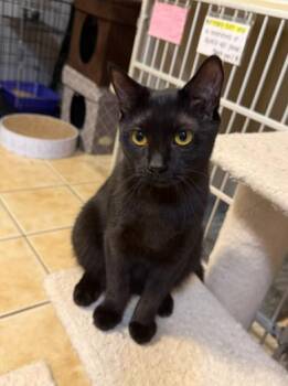 Rescue Domestic Short Hair Cats for Adoption in Hamilton Township, New Jersey - FIONA (& DAX) | PetCurious