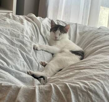 Nino -  Domestic Short Hair Cat for Adoption - Nino | PetCurious