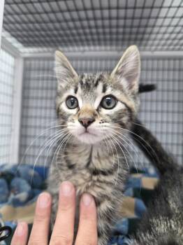 Ronnie -  Domestic Short Hair Cat for Adoption in Salmon, Idaho - Ronnie | PetCurious