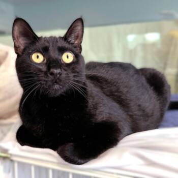 Domestic Short Hair Cats Available for Adoption - Justice | PetCurious