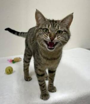 Roomba -  Domestic Short Hair Cat for Adoption in Red Wing, Minnesota - Roomba | PetCurious