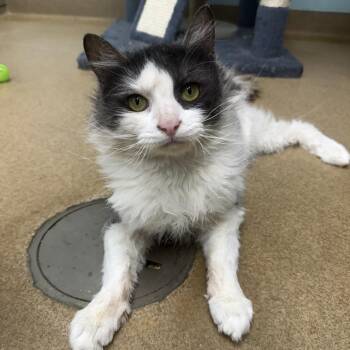 Burley -  Domestic Medium Hair Cat for Adoption in Corpus Christi, Texas - Burley | PetCurious