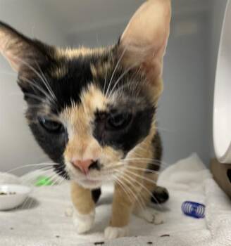AVERY -  Domestic Short Hair Cat for Adoption in Palmetto, Florida - AVERY | PetCurious