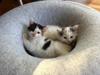 Maven -  Domestic Long Hair Cat for Adoption in Virginia Beach, Virginia - Maven | PetCurious