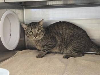 A352036 -  Domestic Short Hair Cat for Adoption in Auburn, California - A352036 | PetCurious
