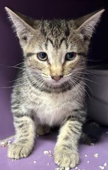MONICA* -  Domestic Short Hair Cat for Adoption in Santa Cruz, California - MONICA* | PetCurious