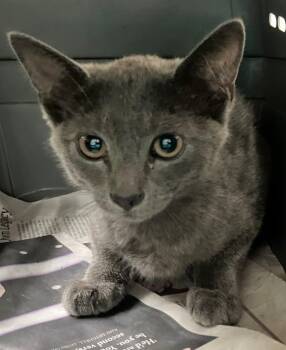 Splash -  Domestic Short Hair Cat for Adoption - Splash | PetCurious