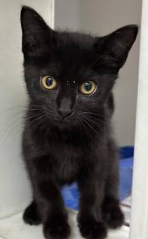 Miss Velveteen 1079-26 -  Domestic Short Hair Cat for Adoption in Cumming, Georgia - Miss Velveteen 1079-26 | PetCurious