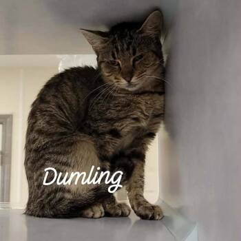 Dumpling -  Domestic Short Hair Cat for Adoption in Buchanan Dam, Texas - Dumpling | PetCurious