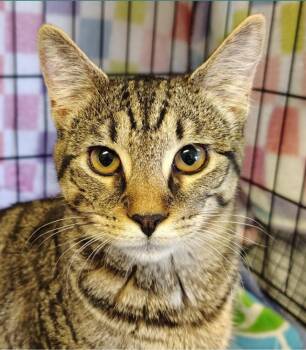 Seneca -  Domestic Short Hair Cat for Adoption in Indiana, Pennsylvania - Seneca | PetCurious
