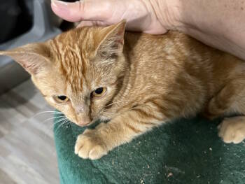Rescue Domestic Short Hair Cats for Adoption in Virginia Beach, Virginia - Sherbert '25 | PetCurious