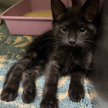 Rescue Domestic Medium Hair Cats for Adoption in Gainesville, Georgia - Midnight | PetCurious
