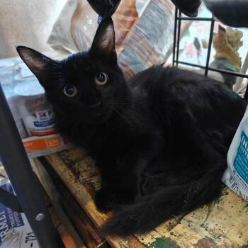 Cole -  American Shorthair Cat for Adoption in New Orleans, Louisiana - Cole | PetCurious