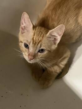 Phoenix -  American Shorthair Cat for Adoption in Tampa, Florida - Phoenix | PetCurious