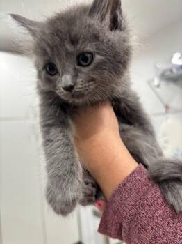 Domestic Medium Hair Cats Available for Adoption in Brookings, Oregon - Earl Grey | PetCurious