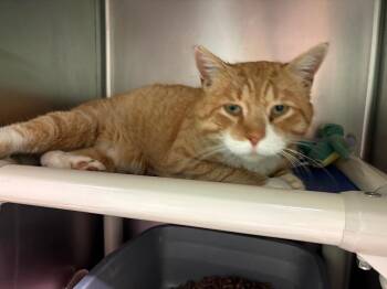 Domestic Short Hair Cats Available for Adoption in Olean, New York - Finnegan Fox | PetCurious