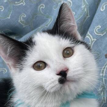 Dot -  Domestic Medium Hair Cat for Adoption in Grand Rapids, Minnesota - Dot | PetCurious