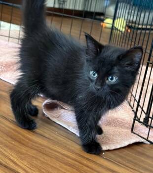 Barbie -  Domestic Medium Hair Cat for Adoption in Columbia, Illinois - Barbie | PetCurious
