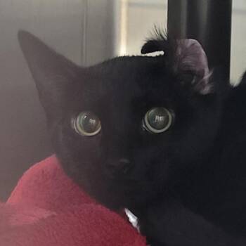 Domestic Short Hair Cats Available for Adoption in Las Vegas, Nevada - Midnight | PetCurious