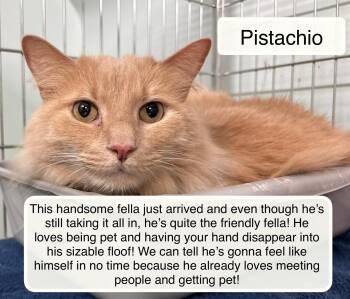 Domestic Long Hair Cats Available for Adoption in Ellicott City, Maryland - Pistachio At Luna Cat Collective | PetCurious